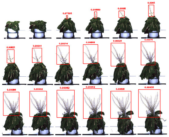 FlowerPhenoNet | Remote Sensing